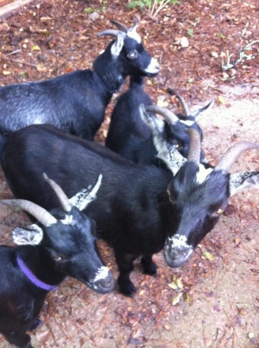 my evil goats